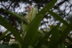 Alpinia nigra